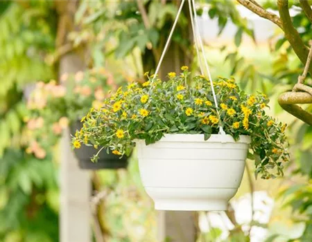 Ein Husarenknopf für den sommerlichen Balkon 