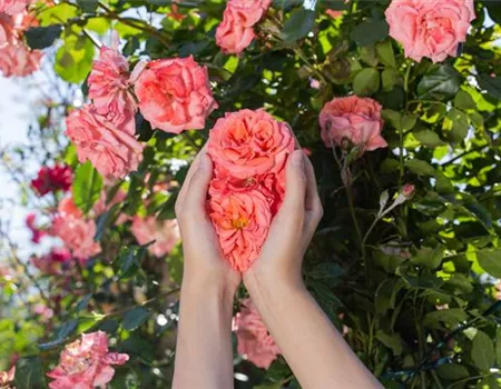 Die Rose – die Königin der Pflanzen für Balkon und Terrasse