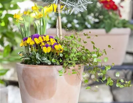 Blumenzwiebeln – einpflanzen in ein Gefäß