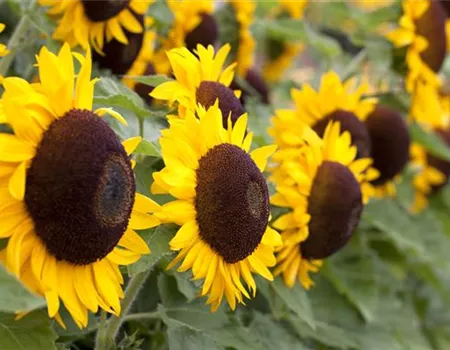 Der goldene Herbst wird bunt: die Top 8 der Herbstblumen