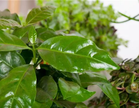 Eigener Kaffee aus dem Garten – das ist möglich