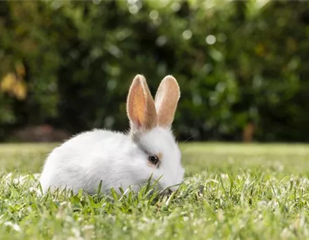 Igel, Kaninchen und Co. - unsere Gartenbewohner