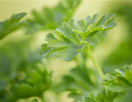 Urban Gardening – frische Kräuter für den Balkon