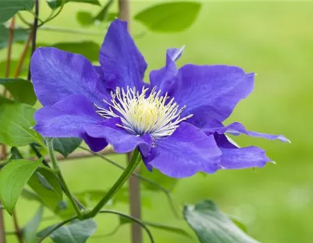 Clematis – die robuste Kletterpflanze im Garten