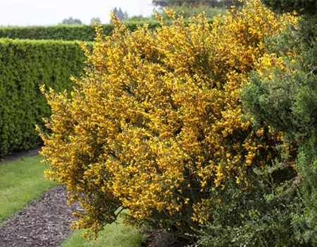 Ganz schön wild – Wildgehölze im Garten