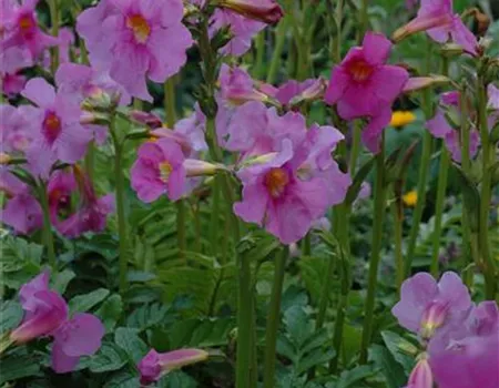 Freilandgloxinie – Trompetenblüten im Garten