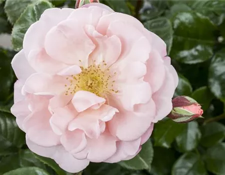 Die Duftrose – Eine Bereicherung für den Garten