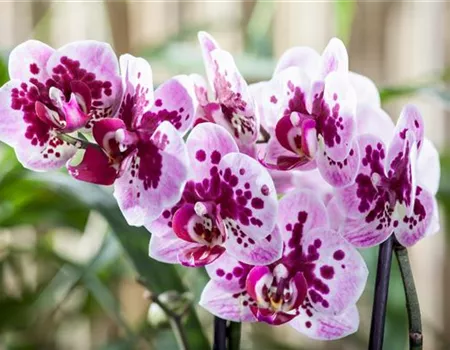 Die Orchideen-Klassiker