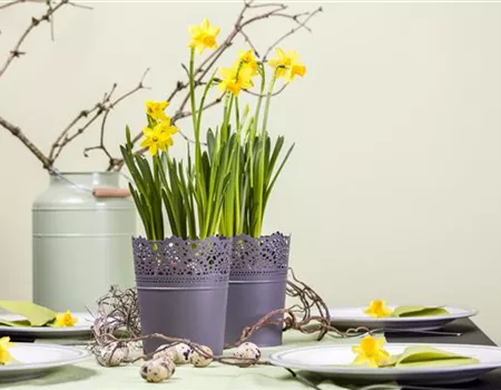 Frühblüher im Haus – Blumenzwiebeln antreiben