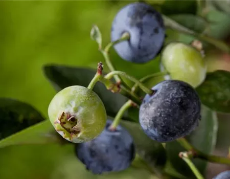 Heidelbeeren – die blauen Super-Beeren