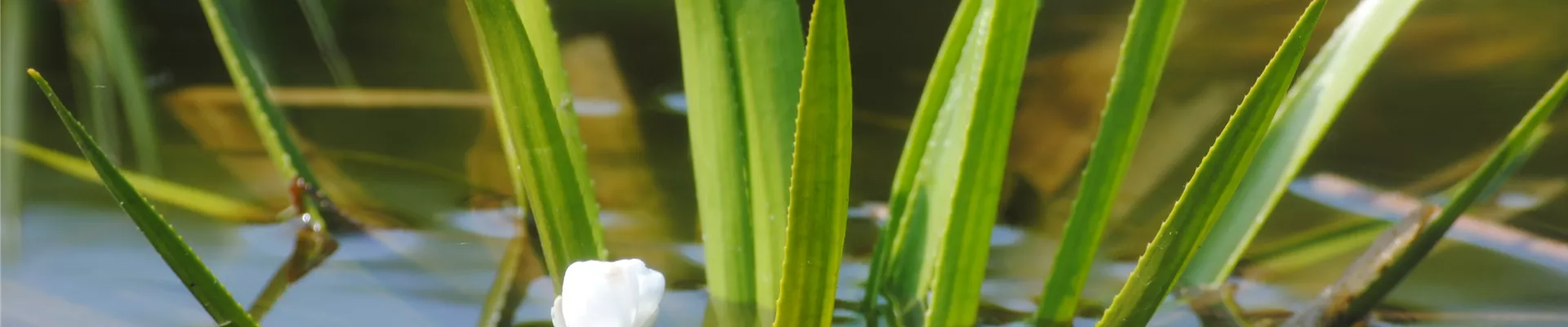 Stratiotes aloides.JPG