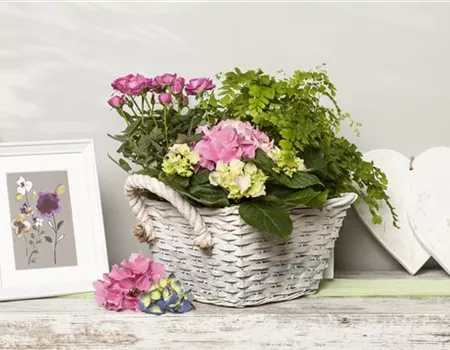 Die beliebtesten Zimmerpflanzen