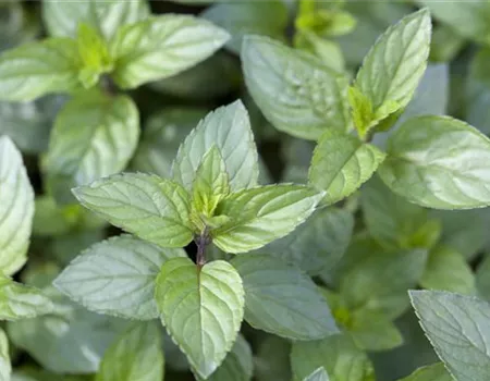 Die Schoko-Minze: Schokolade für den Garten
