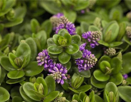 Die Strauchveronika – eine erstaunliche Entwicklung