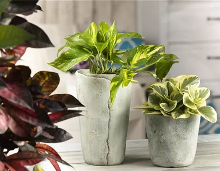 Efeutute - unkompliziert und anfängerfreundlich