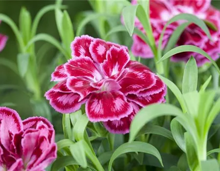 Die Auswahl von Trauerblumen und Grabbepflanzung