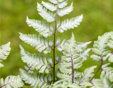 Keine Scheu vor Pflanzen im Badezimmer! Viele Gewächse fühlen sich hier superwohl. 