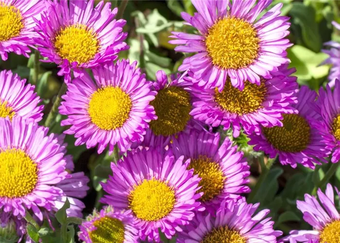 Feinstrahl - Einpflanzen im Garten