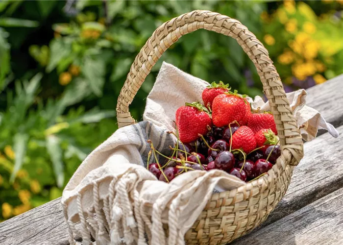 Obstgehölze und Beerenobst