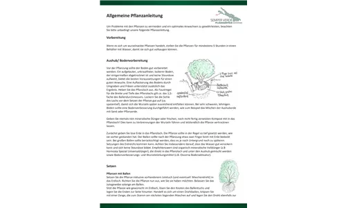 Allgemeine Pflanzanleitung