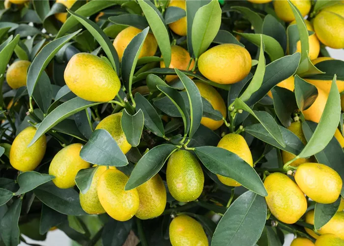 Mediterrane Gehölze