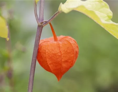 Exotische Früchte gedeihen auch im eigenen Garten