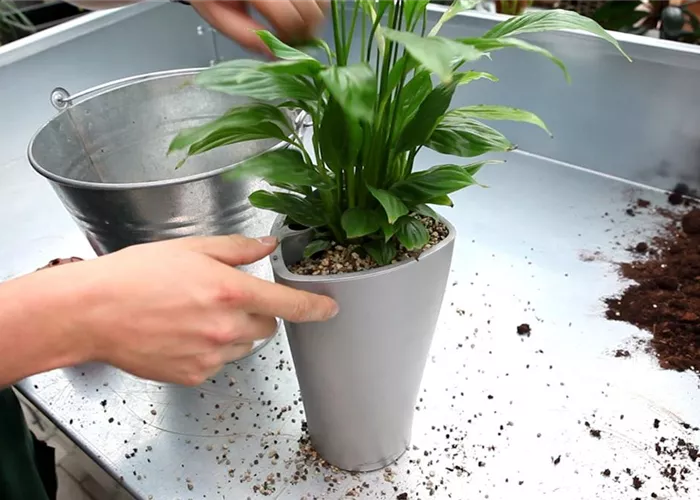 Einblatt - Einpflanzen in ein Gefäß