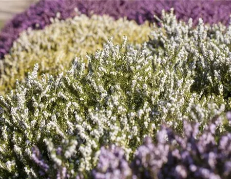 Der Heidegarten: Erholung und Idylle für Zuhause