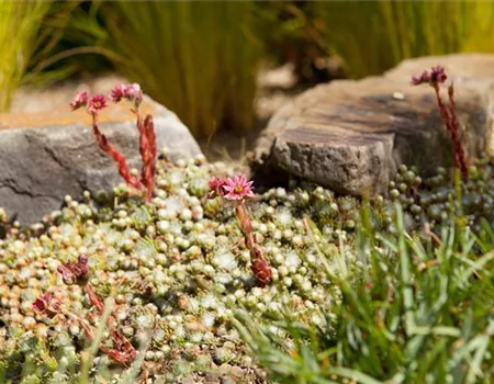 Der Steingarten – kleine Gebirge und Überlebenskünstler