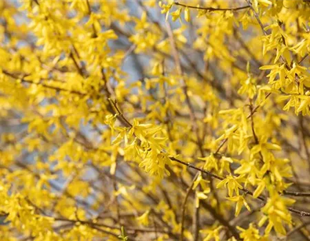 Forsythie – der goldene Frühlingsbote