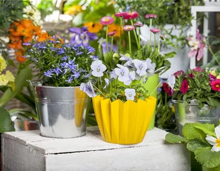 Frühling auf dem Balkon - Hornveilchen, Narzisse und Co.