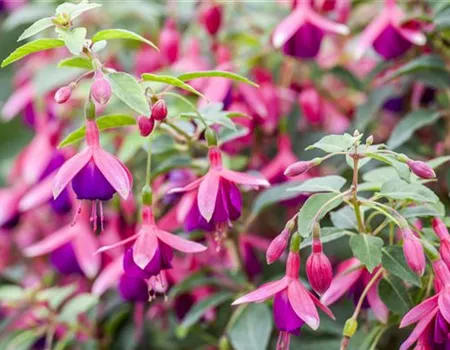Fuchsien – exotische Schönheiten für Balkon und Garten