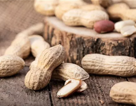 Erdnüsse im eigenen Garten 