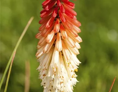 Fackellilien – ein florales Flammenmeer im Garten