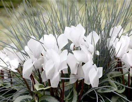 Alpenveilchen: Drinnen und draußen