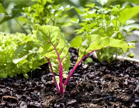 Mangold – die Rübe mit der gewissen Würze