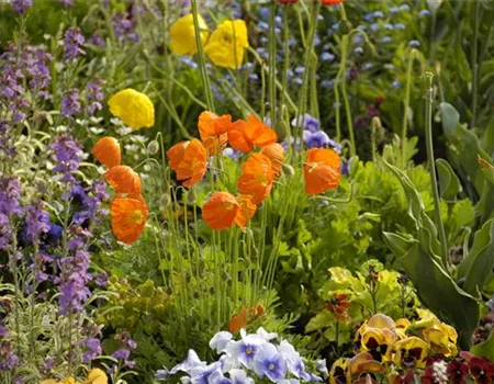 Mohn: Blütenzauber und Eleganz
