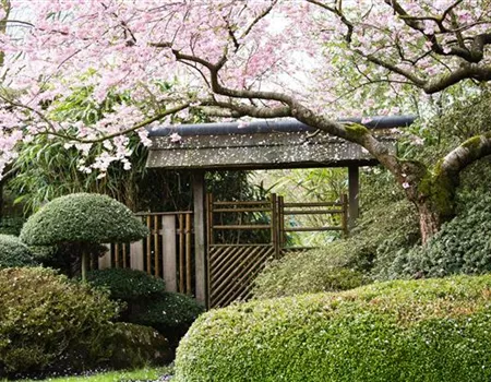 Ruhe und Erholung im japanischen Garten