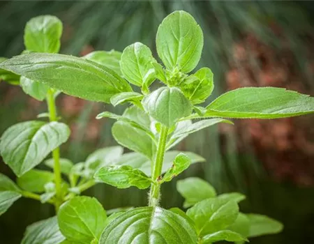 Sunny Herbs - frische Kräuter aus Italien!