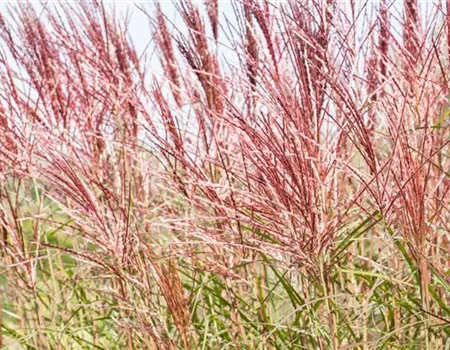 Ziergräser im Garten sind vielfältig einsetzbar 
