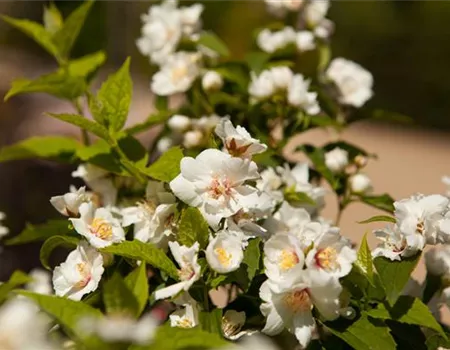 Zaun mal anders: Blütensträucher als Sichtschutz