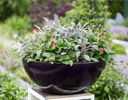 Urbaner Garten – was ist das?