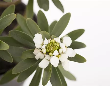 Die Schleifenblume – ein wahres Mauerblümchen