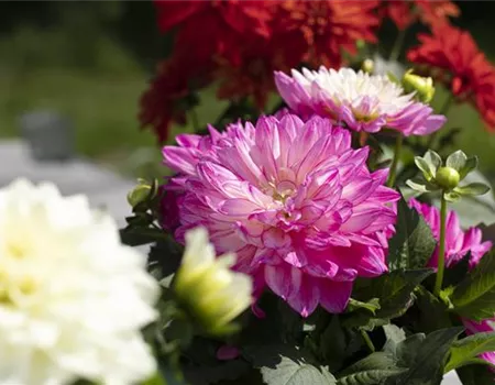 Farbe auf dem Balkon – Blumenzwiebeln für den Sommer
