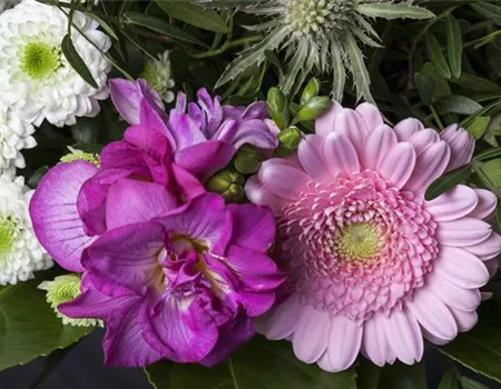 Freesien – unschuldige Schönheit für Beet und Vase