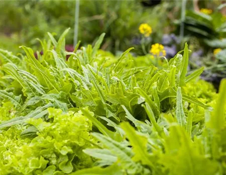 Ein bunter Salat auf dem Balkon mit Urban Gardening